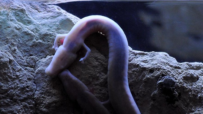 Slovénie: des «bébés dragons» s’apprêtent à naître